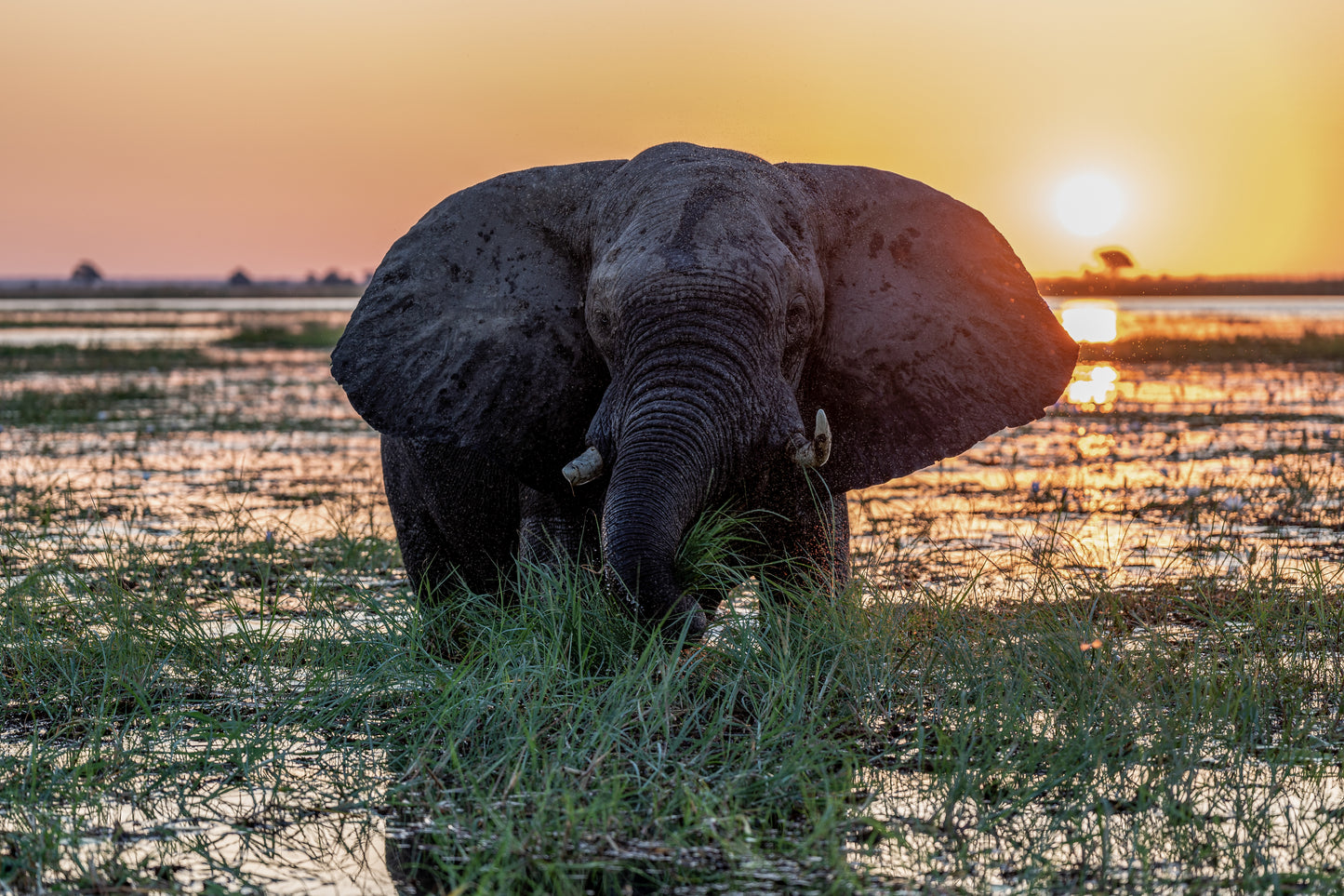 Chobe_Elephant